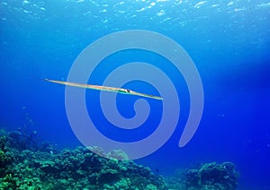 Needlefish