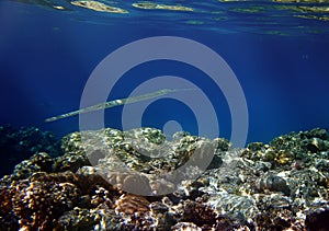 Needlefish and coral