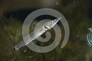 Needlefish with Long, Sharp Beak