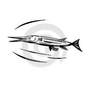 Needlefish or Long Tom Swimming Side View Retro Black and White photo
