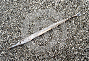 Needlefish