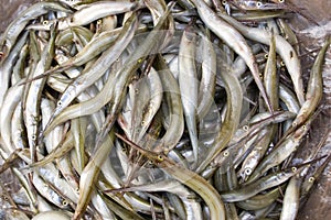 Needlenose Gar fish in a Cambodian Market