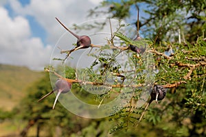 Needles of african umbrella thorn acacia Acacia tortilis