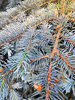 Needles on blue spruce branches Christmas background