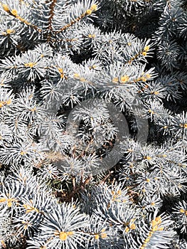 Needles on blue spruce branches Christmas background