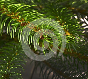 The needles on a branch Christmas tree