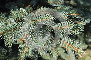 Needles on a Branch of a Spruce Tree