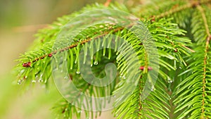 Needles On Branches. Dew Drops On Spruce Needles. Spruce Branches With Lots Of Needles With Drops Of Water. Bokeh.