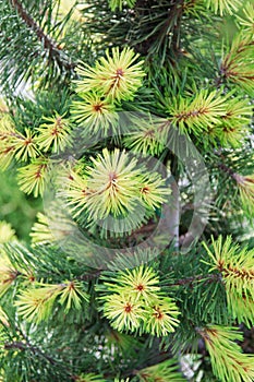 Needles and branches of the Taylor`s Sunburst Lodgepole Pine