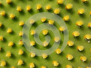 Needles of cactus leaf in close up