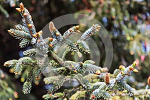 Needles and cones on a conifer tree