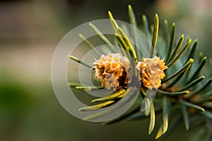 Needles and cones