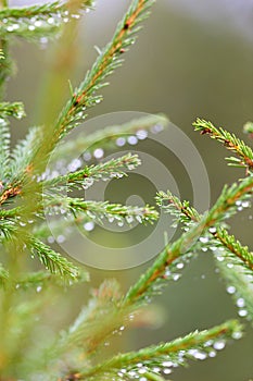 Needles of coniferous tree Spruce with raindrops