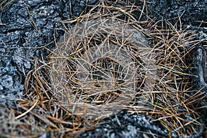 Needles and dry grass in cedar grove. Surface of earth is coniferous forest