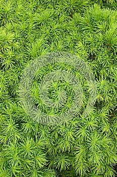 Needles of dwarf Alberta spruce (Picea glauca)