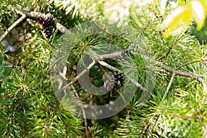 Needles of eastern white pine Pinus strobus native to eastern North America pine cones. photo