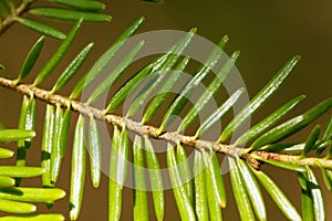 Needles of a European silver fir