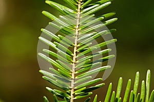 Needles of a European silver fir