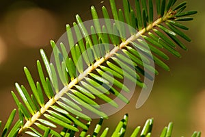 Needles of a European silver fir