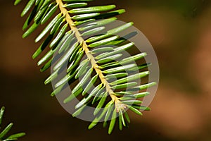 Needles of a European silver fir