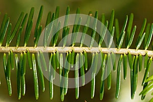 Needles of a European silver fir