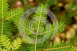 Needles of a European silver fir