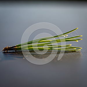 The needles are long, slender, and vibrant green, extending from a small