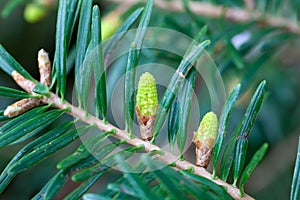 Needles of a momi fir, Abies firma photo