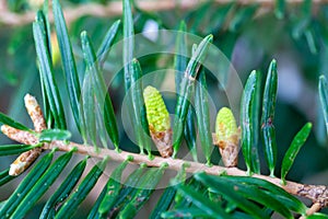 Needles of a momi fir, Abies firma photo