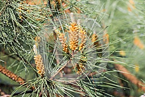 Needles of a pine tree (Pinus sylvestris) photo