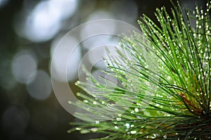 Needles on pinetree branch background photo