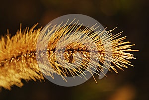 Needles plant spring nature colors