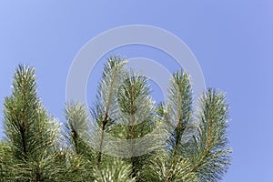 Needles of a red pine, Pinus resinosa