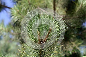 Needles of a red pine, Pinus resinosa