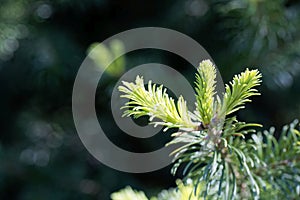 Needles of a subalpine fir, Abies lasiocarpa photo