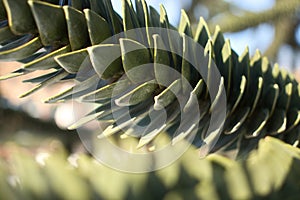 Needles on a tree in Karlsruhe