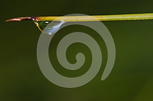 Needless of Canary Island pine and dew drop.