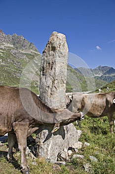 Needley rock in the Silvretta