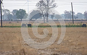 Neelgai or Bluebull Boselaphus tragocamelus Straying the Wheat Crop Field