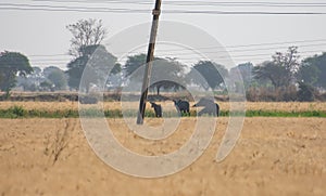 Neelgai or Bluebull Boselaphus tragocamelus Straying the Wheat Crop Field