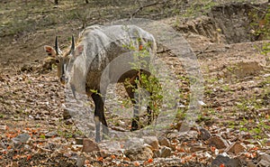 Neelgai photo