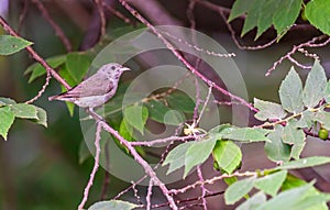 Neelgiri Flower peckers resting on a tree