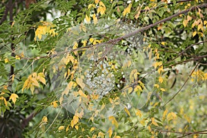 Neem, (Azadirachta indica), also called nim or margosa