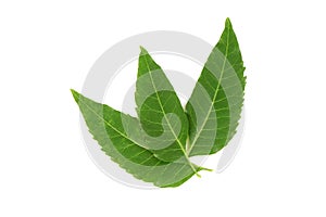 Neem or Azadirachta indica green leaves isolated on white background.top view,flat lay