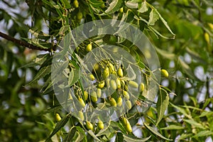 Neem Azadirachta indica leaves and fruit