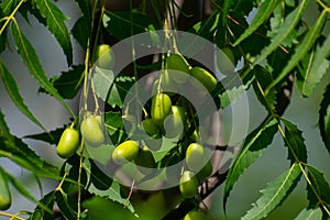 Neem Azadirachta indica leaves and fruits