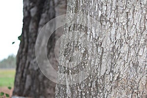 Neem bark of outer layer