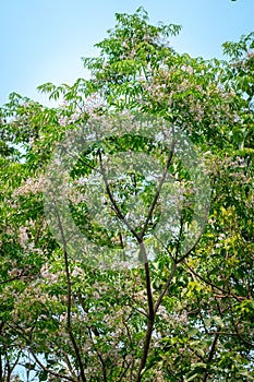 Neem in bloom in April