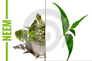 neem flower and leaves on white background with neem, leaves and selling,cismetics and medical plant,medicinal neem leaves photo