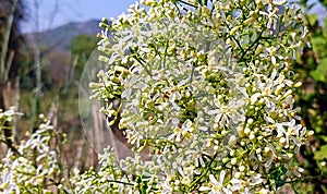 NEEM FLOWERS